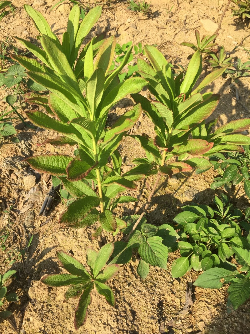 大量大红花大黄花出售