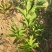 大量大红花大黄花出售