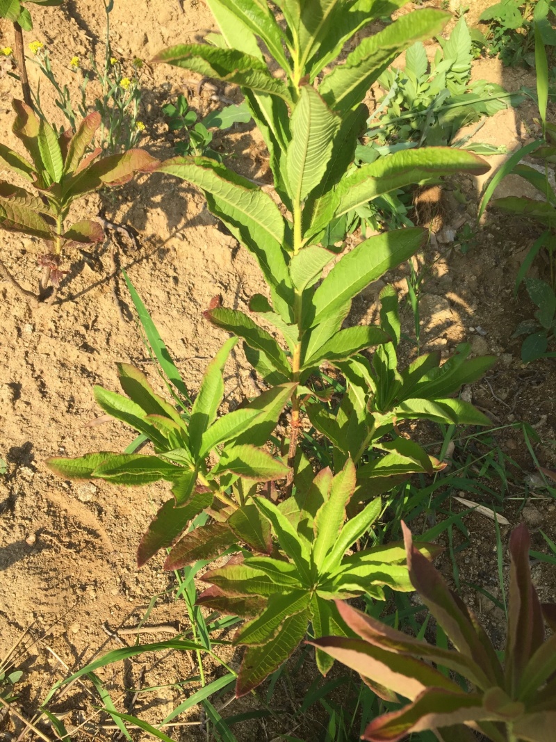 大量大红花大黄花出售