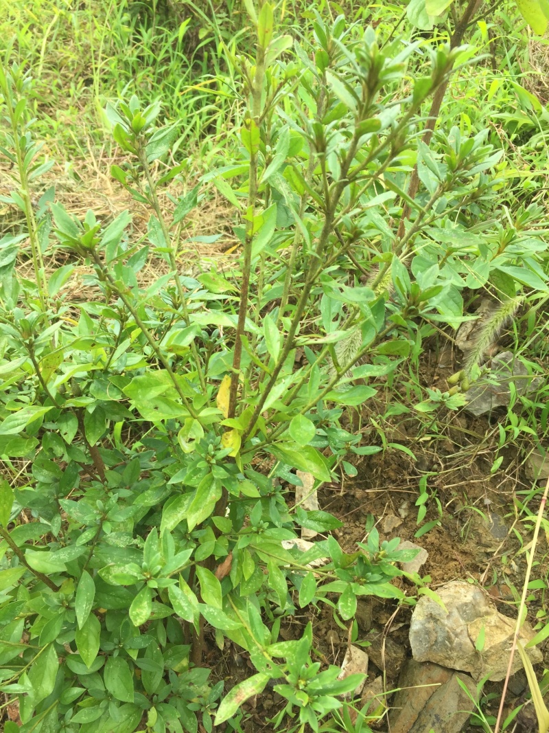 大量大红花大黄花出售
