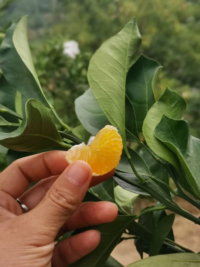 [优选]资兴蜜桔大量上市视频现场看货来电咨询更优惠
