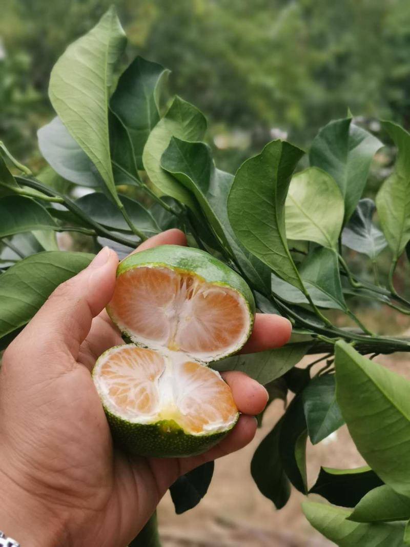 [优选]资兴蜜桔大量上市视频现场看货来电咨询更优惠
