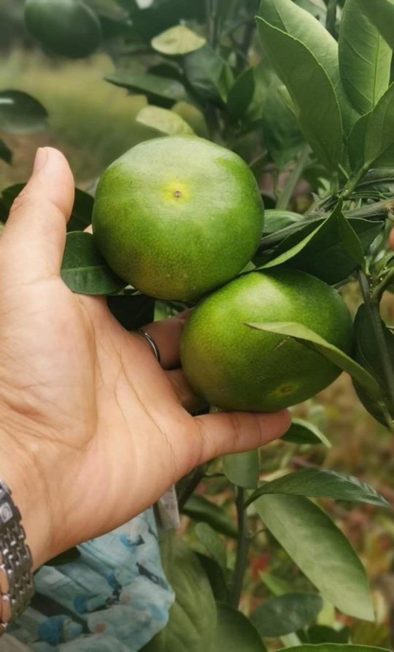 [优选]资兴蜜桔大量上市视频现场看货来电咨询更优惠