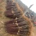 浙江日本红枫小苗低价批发供应正宗红舞姬红枫苗