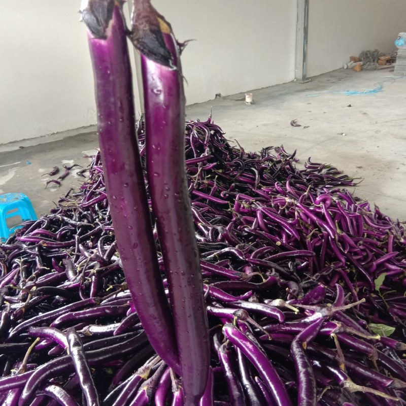 山沟沟精品，高山，线茄子大量供应产地直发
