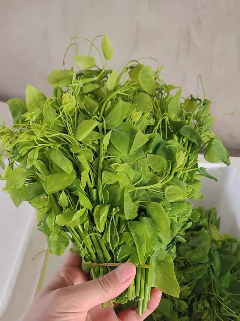 赤苍藤|龙须菜|姑娘菜