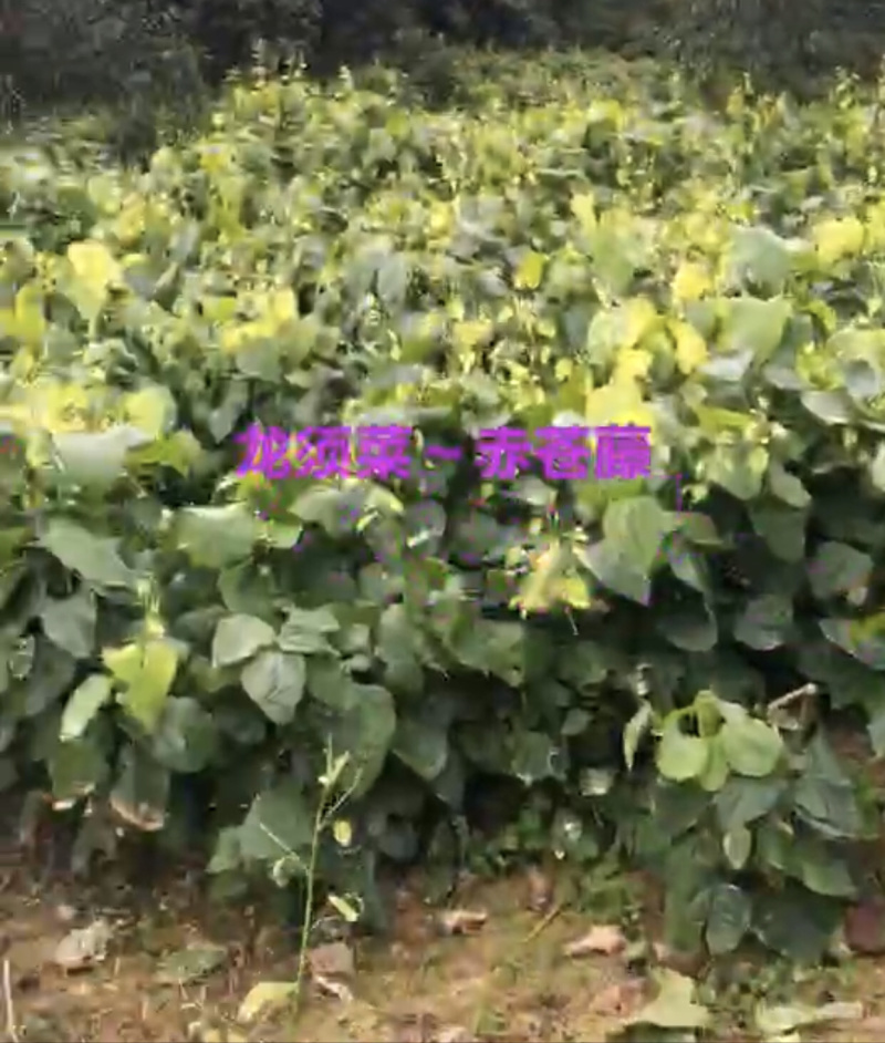 赤苍藤|龙须菜|姑娘菜