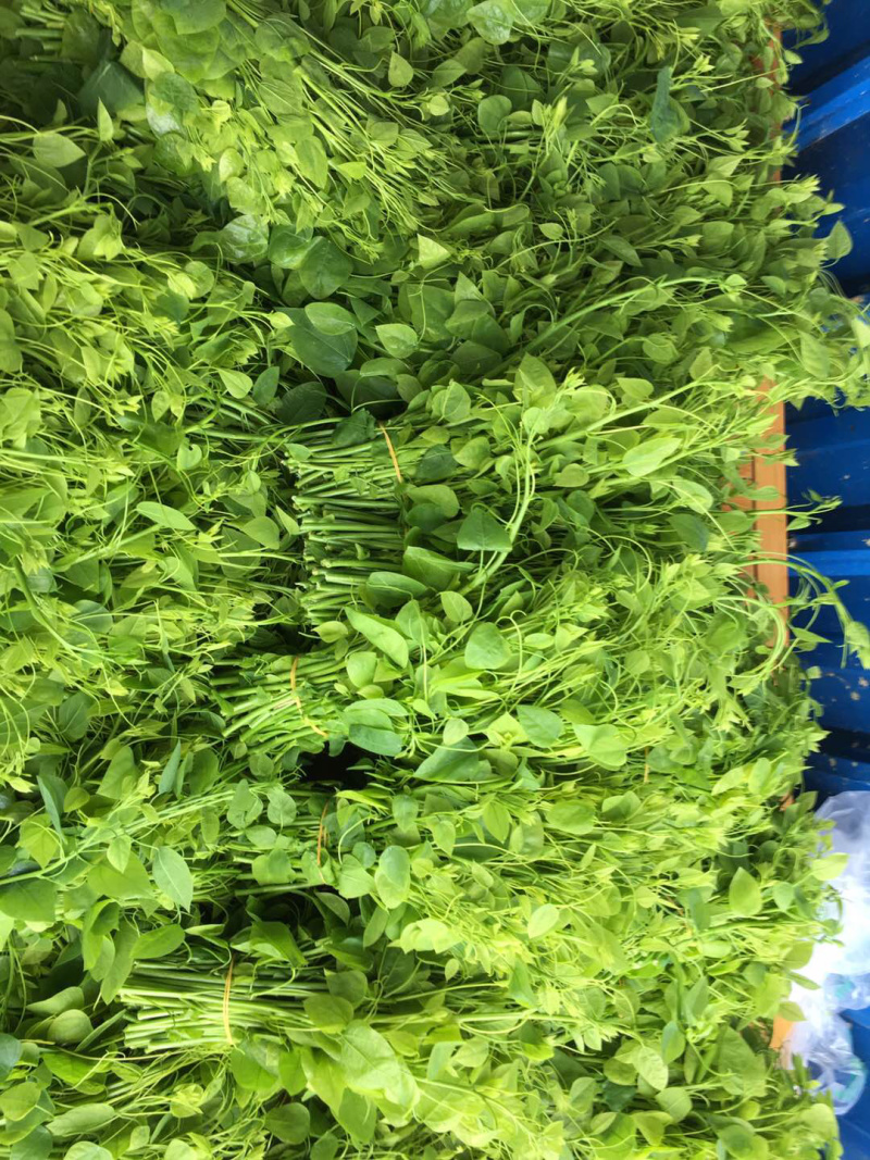 赤苍藤|龙须菜|姑娘菜