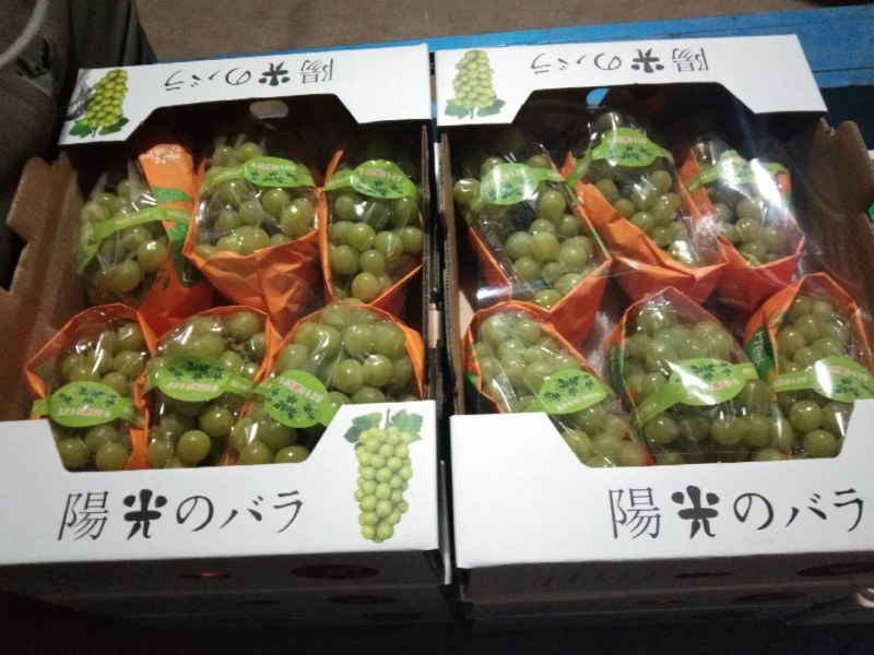 冷棚青提京亚夏葡萄户太八号阳光玫瑰大量现货