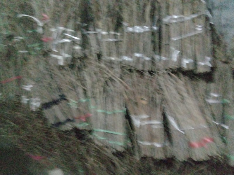 优质白蜡金蝉卵枝批发一手货源〔爬叉卵枝〕