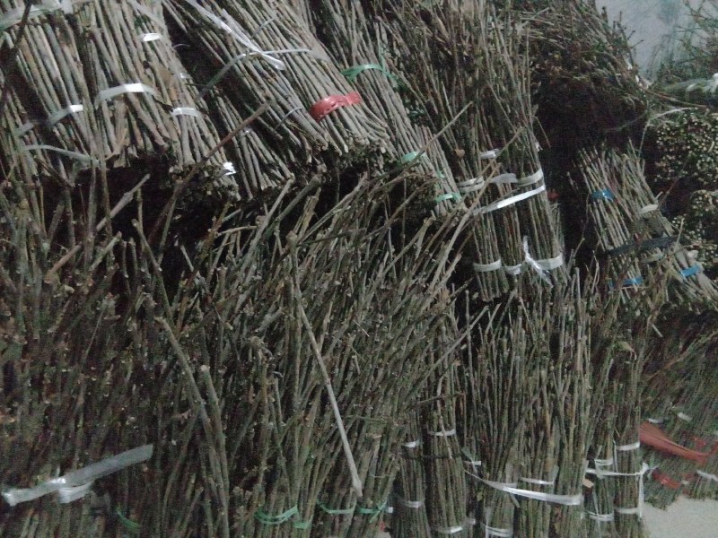 优质白蜡金蝉卵枝批发一手货源〔爬叉卵枝〕