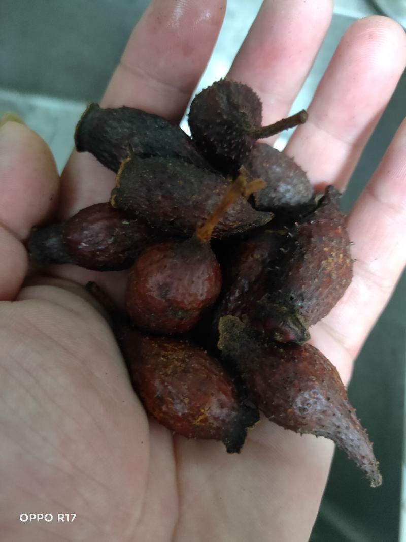 江西樟树金樱子干货