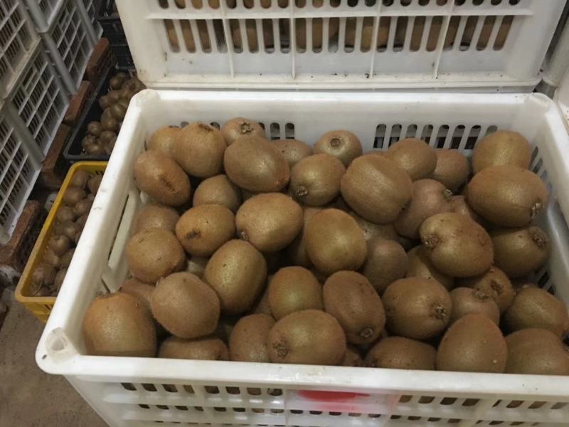 发量供应一首猕猴桃价格优惠，产地直发