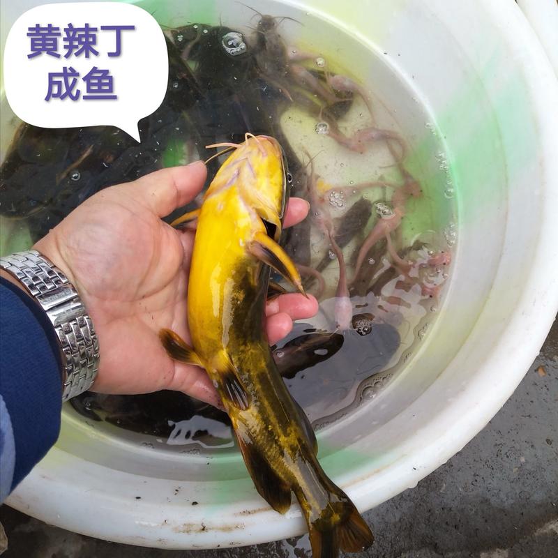 【黄骨鱼苗】黄辣丁黄颡鱼三角锋鱼苗品种升级