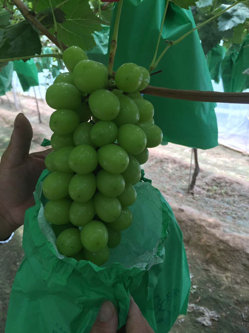 陕西大荔阳光玫瑰葡萄出库批发价格，葡萄行情走低