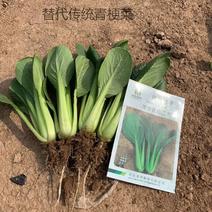 茂华青菘二号青梗菜种子，速生，耐寒耐热耐抽苔，商品性佳