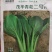 茂华青菘二号青梗菜种子，速生，耐寒耐热耐抽苔，商品性佳