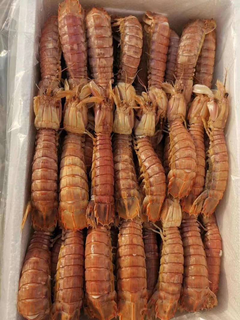 皮皮虾，熟冻，保肥满肉，一手货源，质量保证，价格优惠，