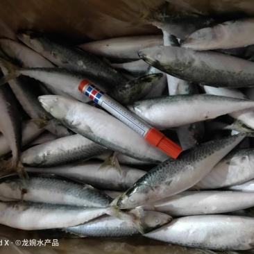 青占鱼，，，，，，，，，，