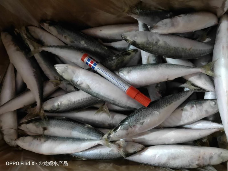 青占鱼，，，，，，，，，，