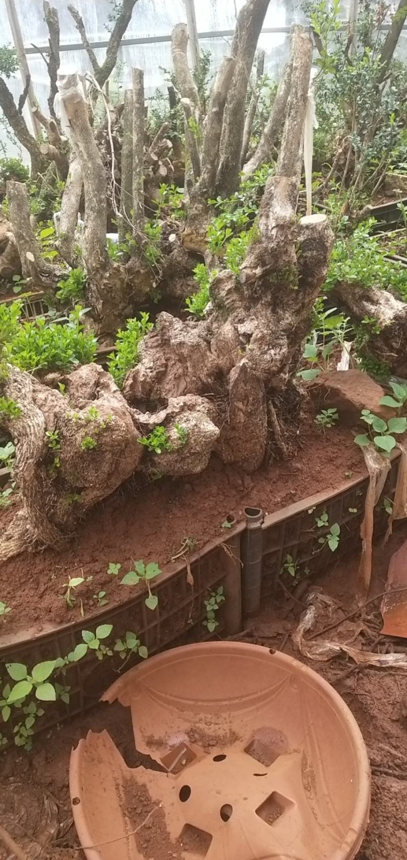 何氏精品珍珠黄杨盆景素材