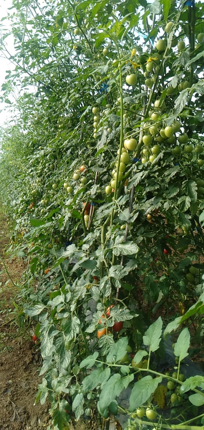 茄果类陕西白水，北塬镇产区，粉色圣女果。