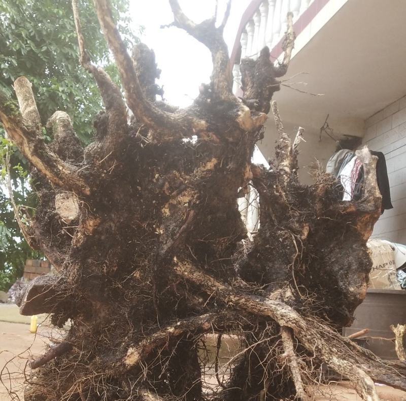 何氏精品珍珠黄杨盆景素材