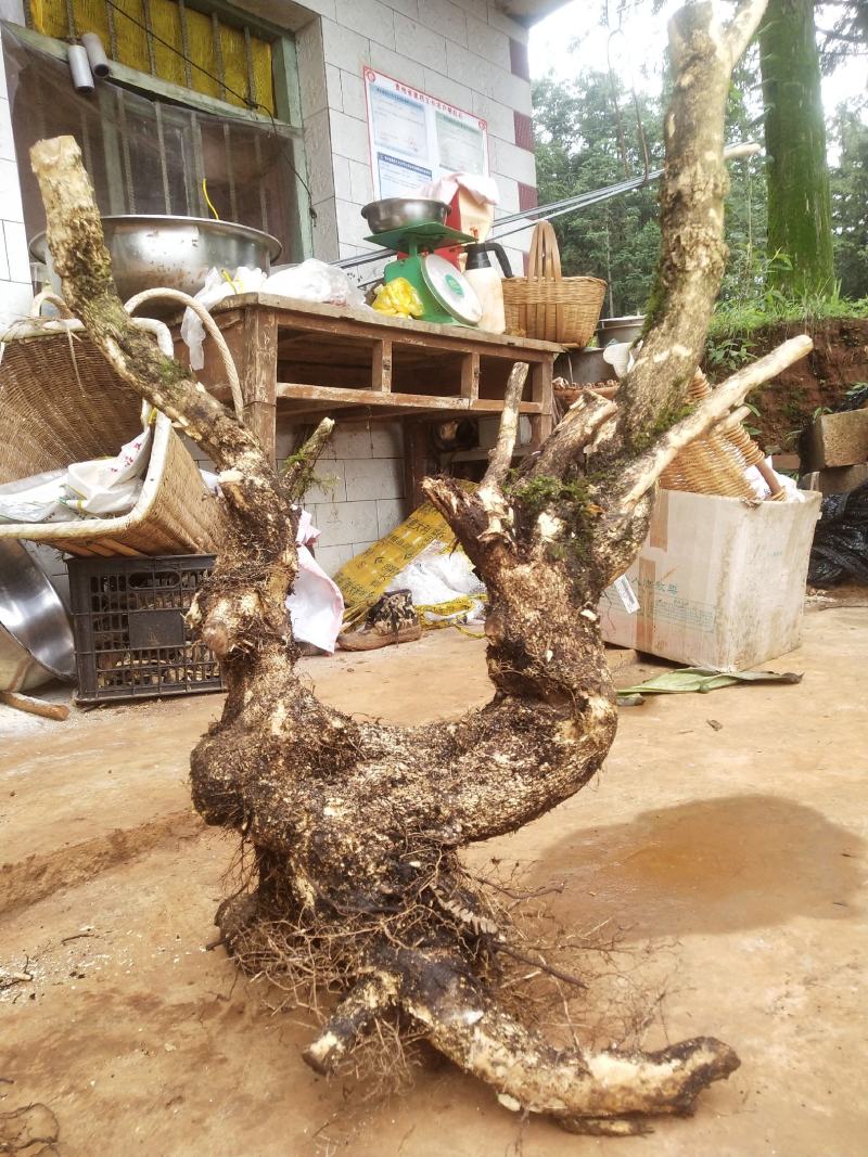何氏精品珍珠黄杨盆景素材