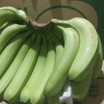 云南本地香蕉…保质！保量！量大从优，诚信合作