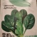 挑战176菠菜种子，半圆叶浓绿肥厚直立，耐寒耐抽苔