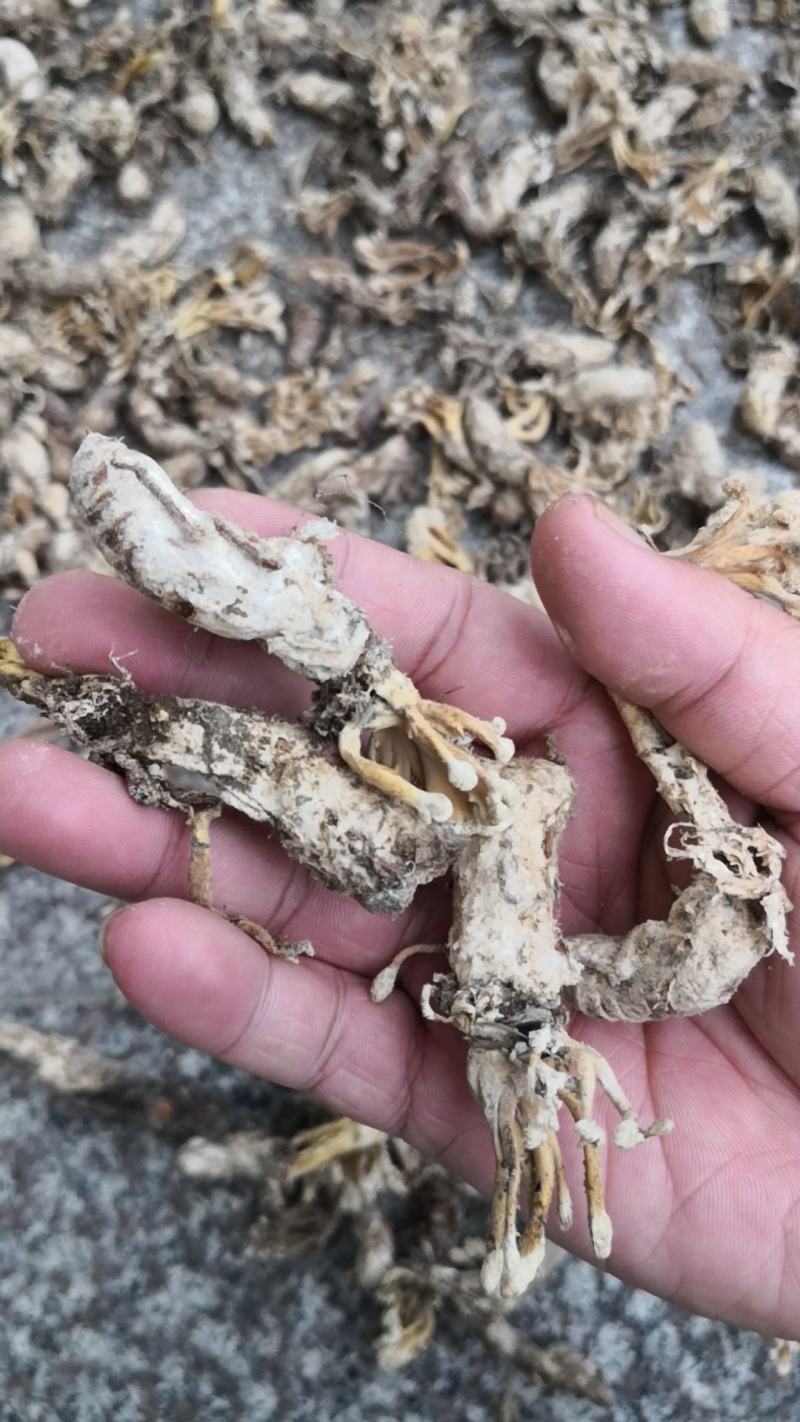 大别山纯野生金蝉花，品质高，产地直发，多规格大货长年供应