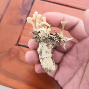 大别山纯野生金蝉花，品质高，产地直发，多规格大货长年供应
