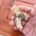 大别山纯野生金蝉花，品质高，产地直发，多规格大货长年供应