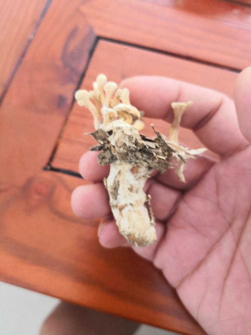 大别山纯野生金蝉花，品质高，产地直发，多规格大货长年供应