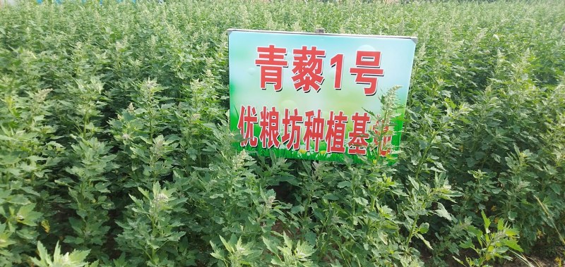 21年新藜麦一级灰黎麦米颗粒饱满，口感好量大从优8斤起