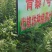 21年新藜麦一级灰黎麦米颗粒饱满，口感好量大从优8斤起