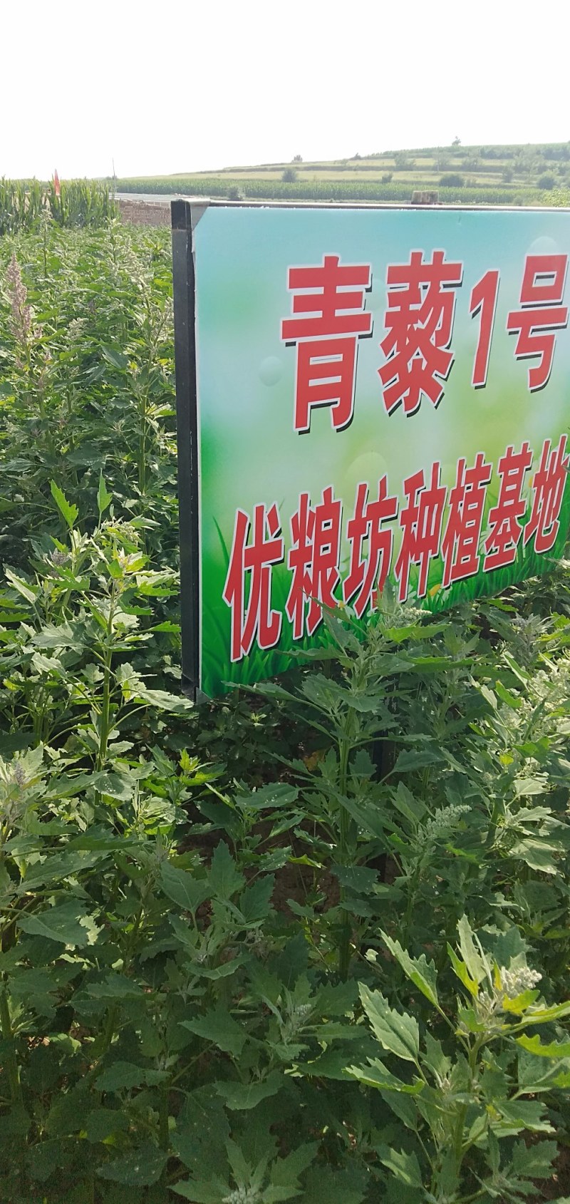 21年新藜麦一级灰黎麦米颗粒饱满，口感好量大从优8斤起