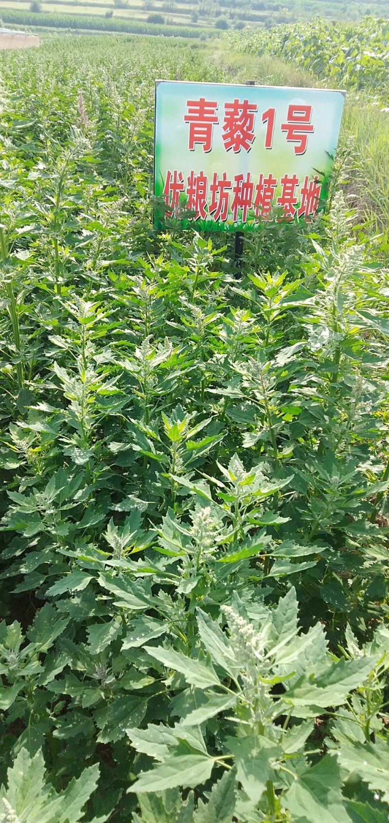 21年新藜麦一级灰黎麦米颗粒饱满，口感好量大从优8斤起