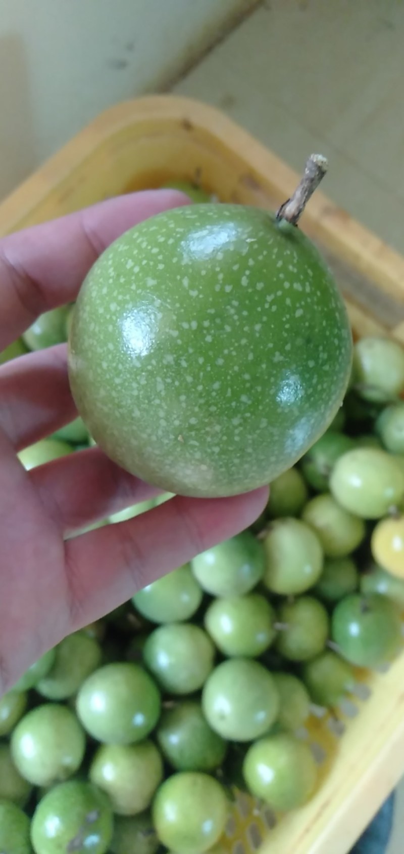 百香果，百人品尝，百种味道，营养丰富，保健康