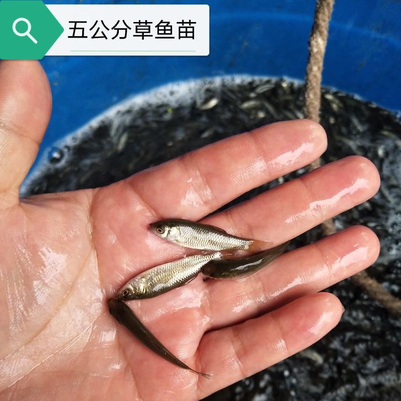 草鱼苗广草苗免费提供养殖技术欢迎来电视频看货