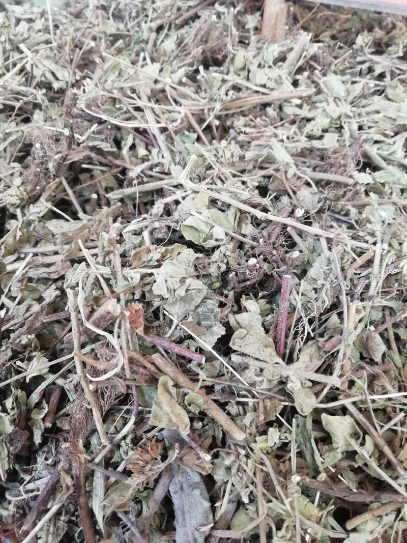 土茵陈中药材铃茵陈牛至草阴行草猪毛蒿山茵陈石茵陈野生正品