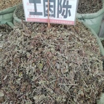 土茵陈中药材铃茵陈牛至草阴行草猪毛蒿山茵陈石茵陈野生正品