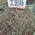 土茵陈中药材铃茵陈牛至草阴行草猪毛蒿山茵陈石茵陈野生正品