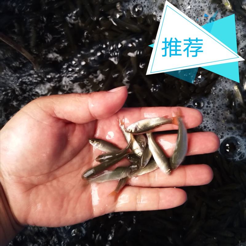 草鱼苗广草苗免费提供养殖技术欢迎来电视频看货