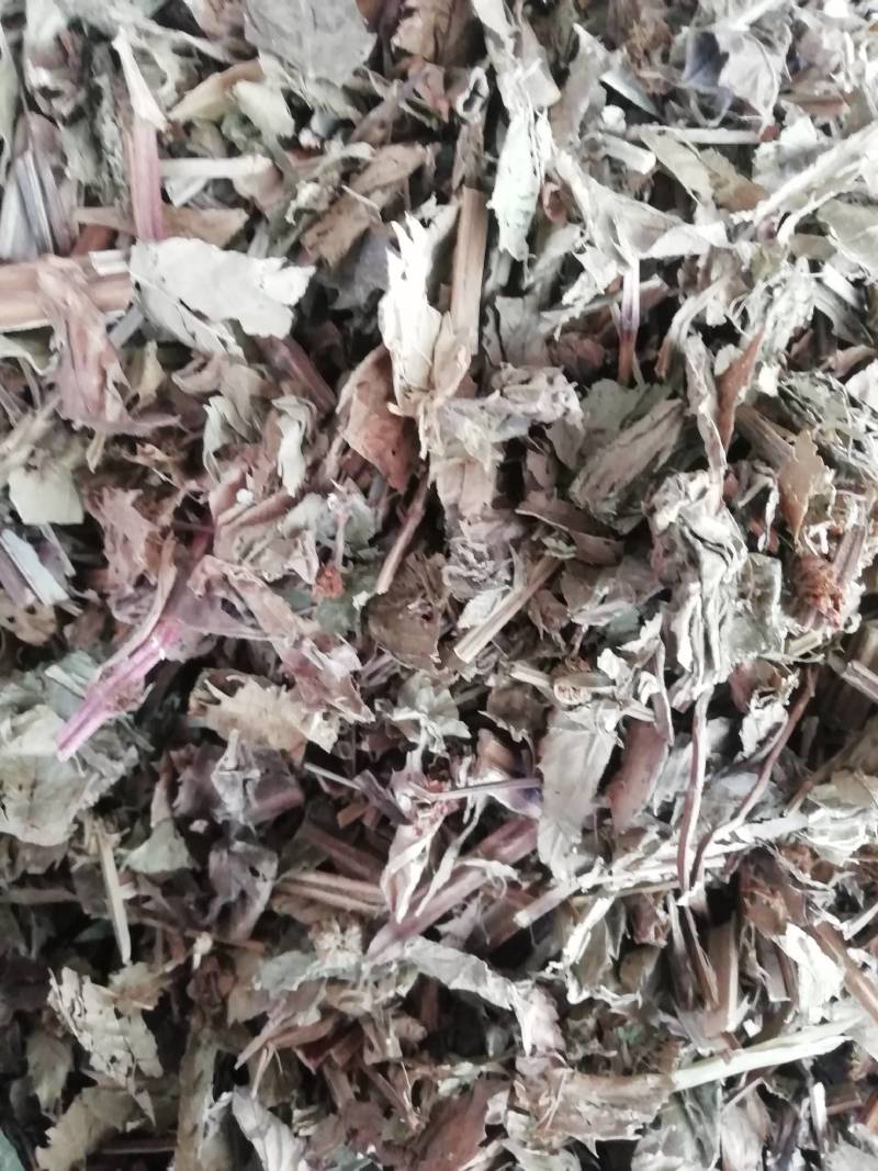 泽兰，中药材店铺正品泽兰叶蛇王草中草药香水