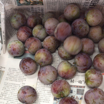 四川大凉山脱骨脆李脆红李一件带发小脆红