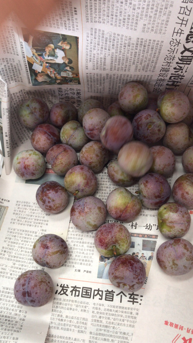 四川大凉山脱骨脆李脆红李一件带发小脆红
