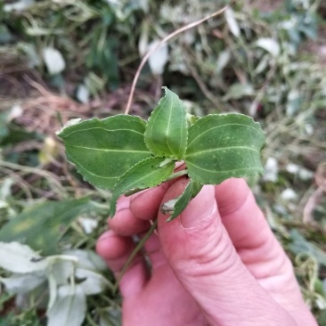 肺型草中草药，全草类烤房烘干