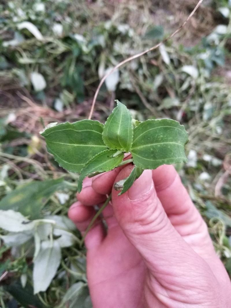 肺型草中草药，全草类烤房烘干