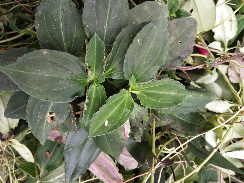 肺型草中草药，全草类烤房烘干